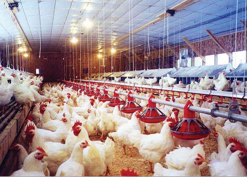 Півняча годівниця